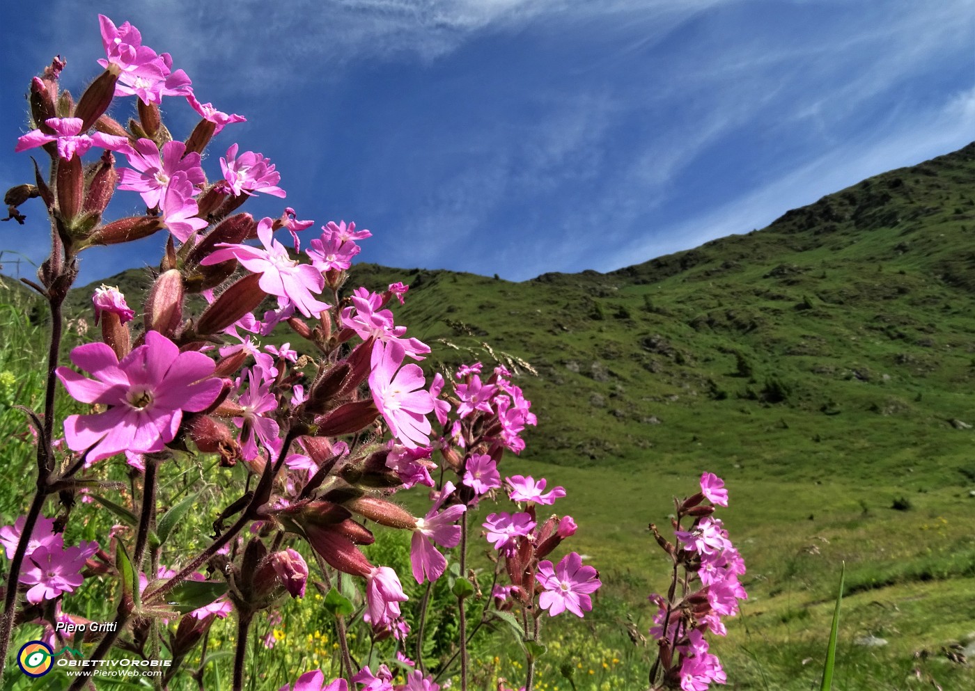 11 Sul sent. 116 fioriture di Silene dioica.JPG